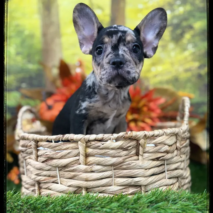 Female French Bulldog puppy named Freya for sale at Idaho Puppy - Twin Falls.