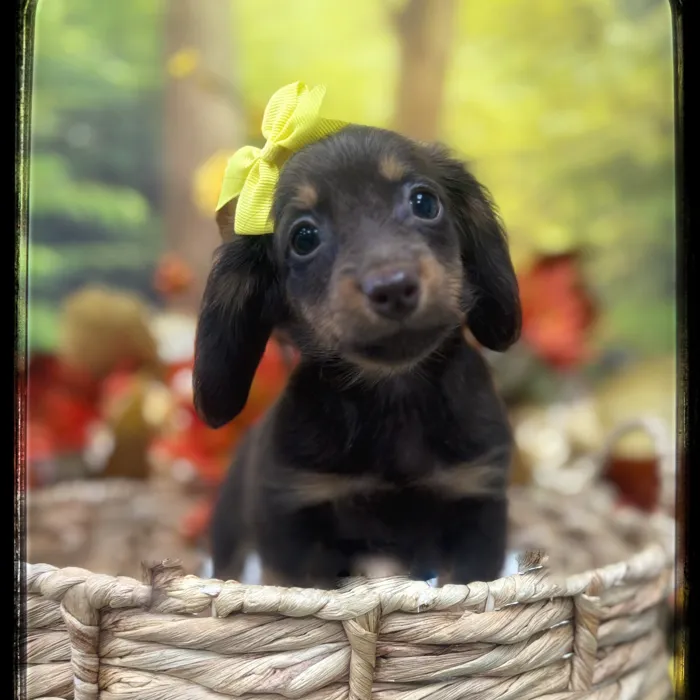 Female Mini Dachshund puppy named Belle for sale at Idaho Puppy - Coeur d'Alene.
