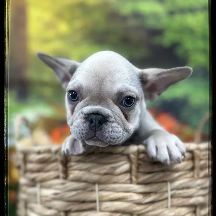 Male French Bulldog puppy named Jinx for sale at Idaho Puppy - Nampa.