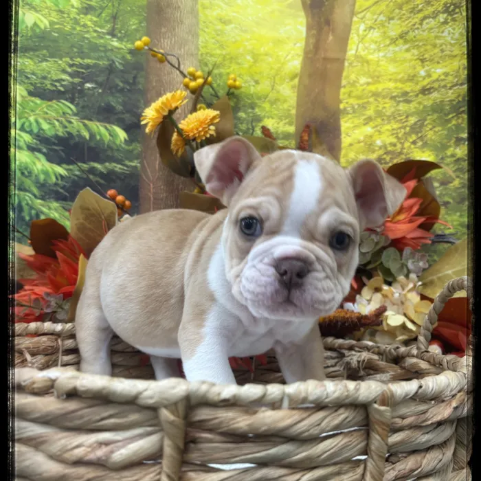 Male Victorian Bulldog puppy named Loki for sale at Idaho Puppy - Meridian.