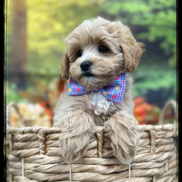 Male Maltipoo puppy named Dodger for sale at Idaho Puppy - Meridian.