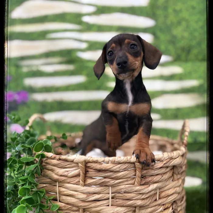 Female Mini Dachshund puppy named Piper for sale at Idaho Puppy - Coeur d'Alene.