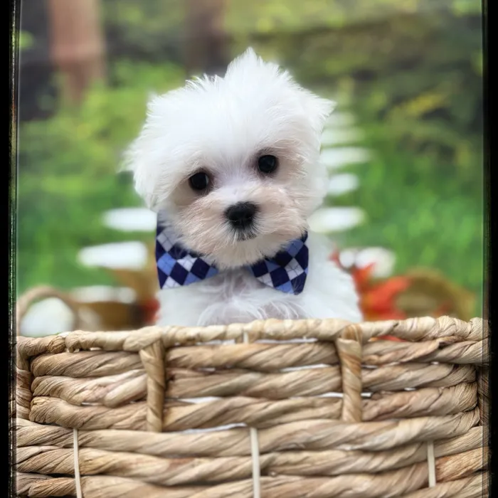 Male Maltese puppy named Eddy for sale at Idaho Puppy - Nampa.