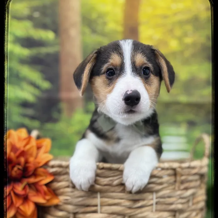 Male Pembroke Welsh Corgi puppy named Linus for sale at Idaho Puppy - Nampa.