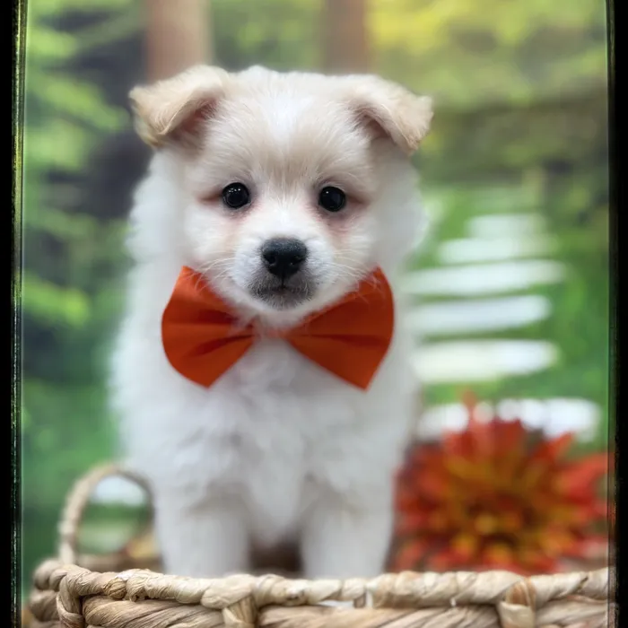 Male Pomeranian puppy named Hoot for sale at Idaho Puppy - Coeur d'Alene.