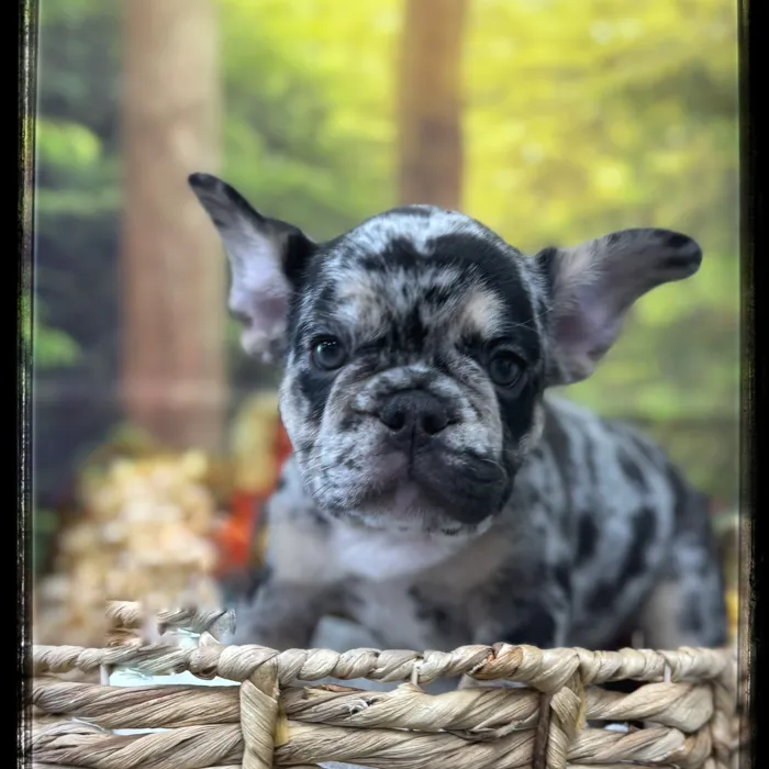 Male French Bulldog puppy named Karloff for sale at Idaho Puppy - Coeur d'Alene.