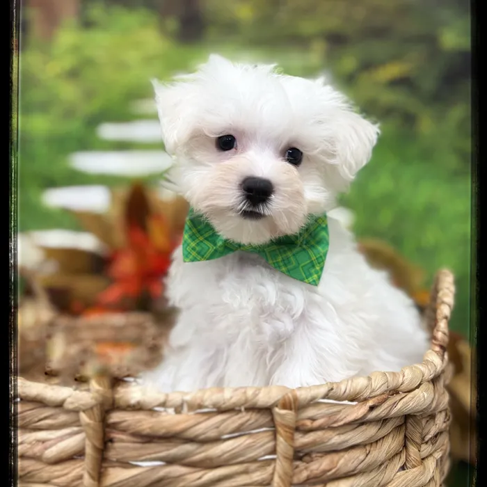 Male Maltese puppy named Drumstick for sale at Idaho Puppy - Twin Falls.