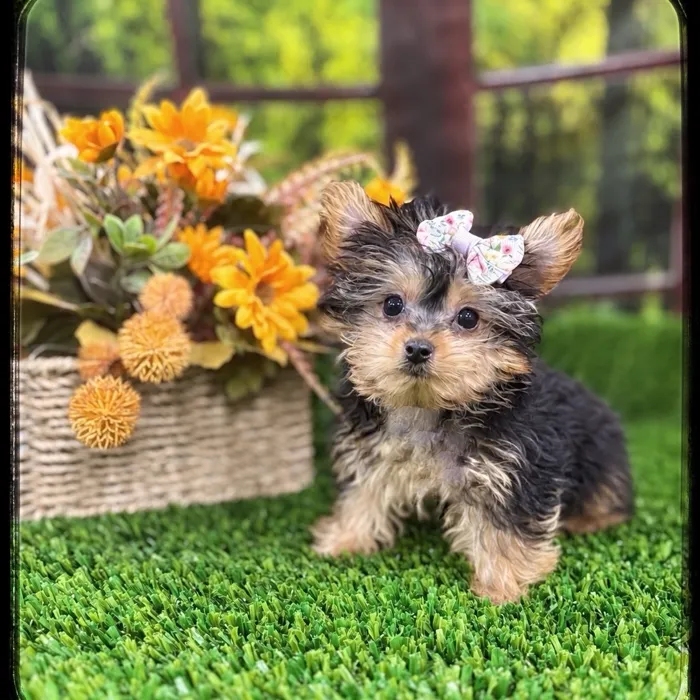 Female Yorkie puppy named Birdie for sale at Idaho Puppy - Coeur d'Alene.