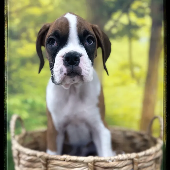 Male Boxer puppy named Creed for sale at Idaho Puppy - Coeur d'Alene.