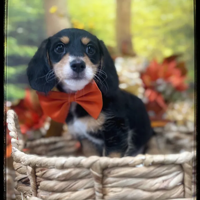 Male Doxie Poo puppy named Skip for sale at Idaho Puppy - Nampa.