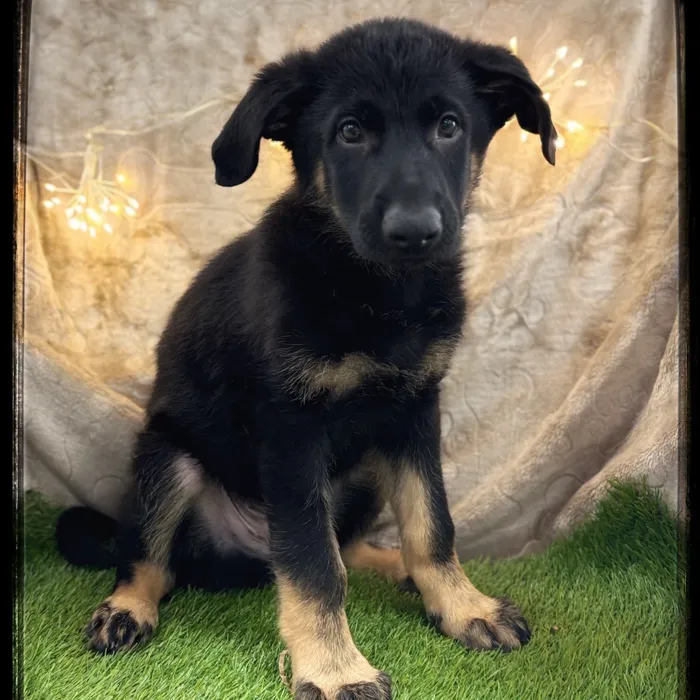 Female German Shepherd puppy named Rosie for sale at Idaho Puppy - Twin Falls.