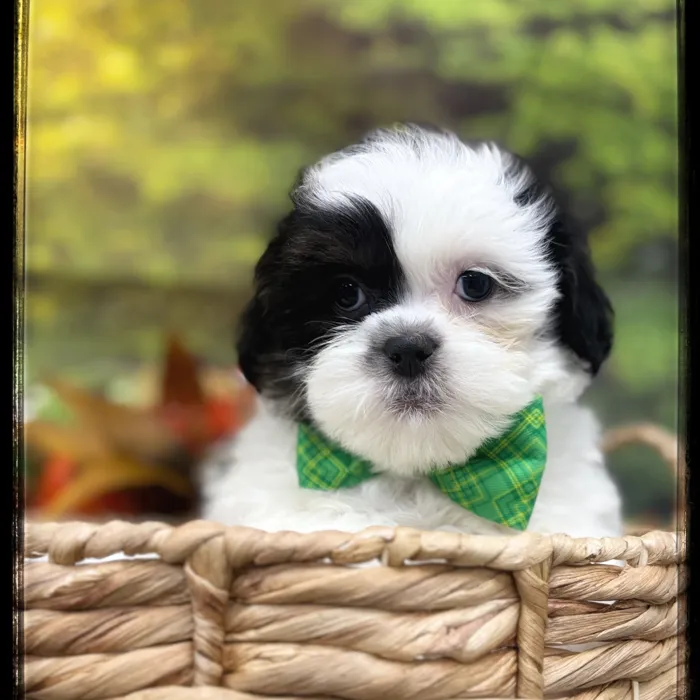 Male Shipoo puppy named Shelton for sale at Idaho Puppy - Meridian.