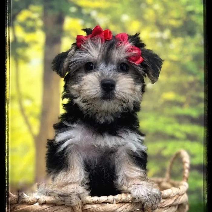 Female Morkie puppy named Jeannie for sale at Idaho Puppy - Coeur d'Alene.
