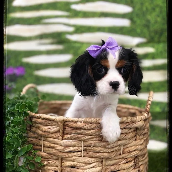 Female Cavalier King Charles Spaniel puppy named Zoe for sale at Idaho Puppy - Coeur d'Alene.