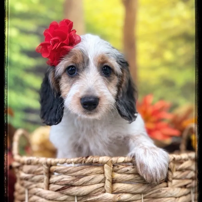 Female Doxie Poo puppy named Giselle for sale at Idaho Puppy - Nampa.