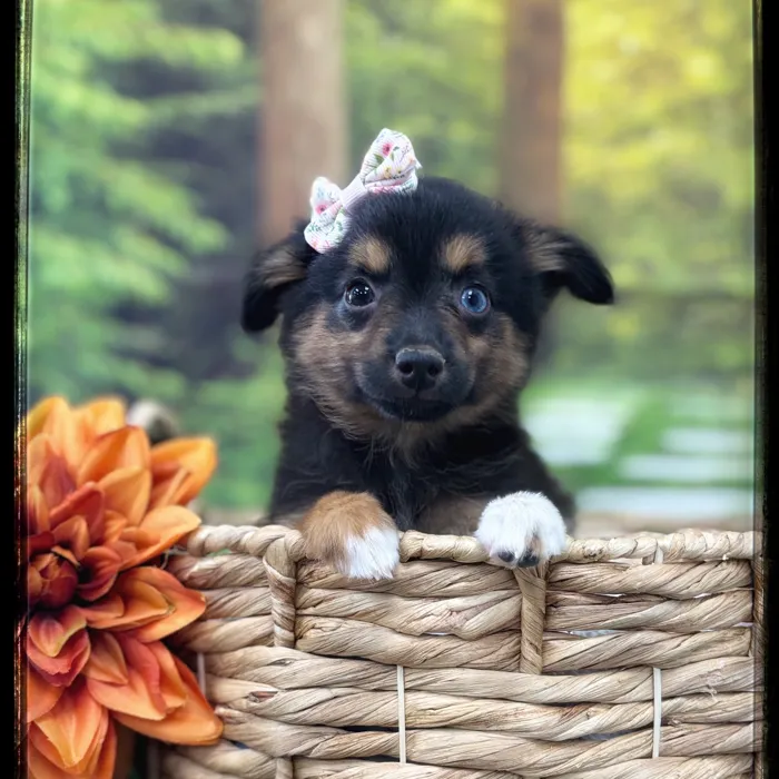 Female Mini Aussie puppy named Cricket for sale at Idaho Puppy - Coeur d'Alene.