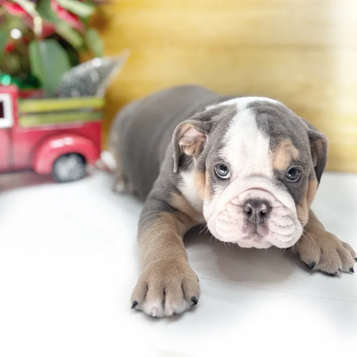 Male English Bulldog puppy named Griswold for sale at Idaho Puppy - Coeur d'Alene.