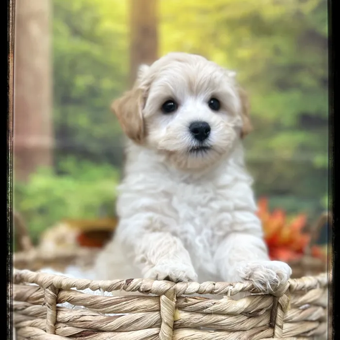 Male Maltipoo puppy named Binky for sale at Idaho Puppy - Meridian.