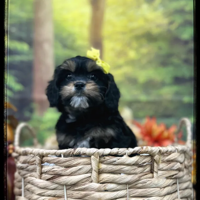 Female Cavapoo-Shipoo puppy named Appa for sale at Idaho Puppy - Nampa.