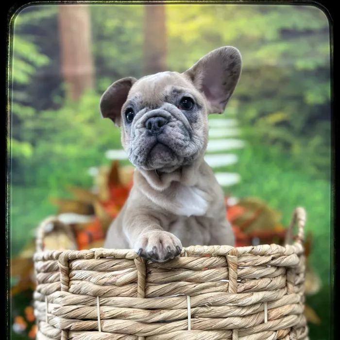 Male French Bulldog puppy named Spaghetti for sale at Idaho Puppy - Twin Falls.