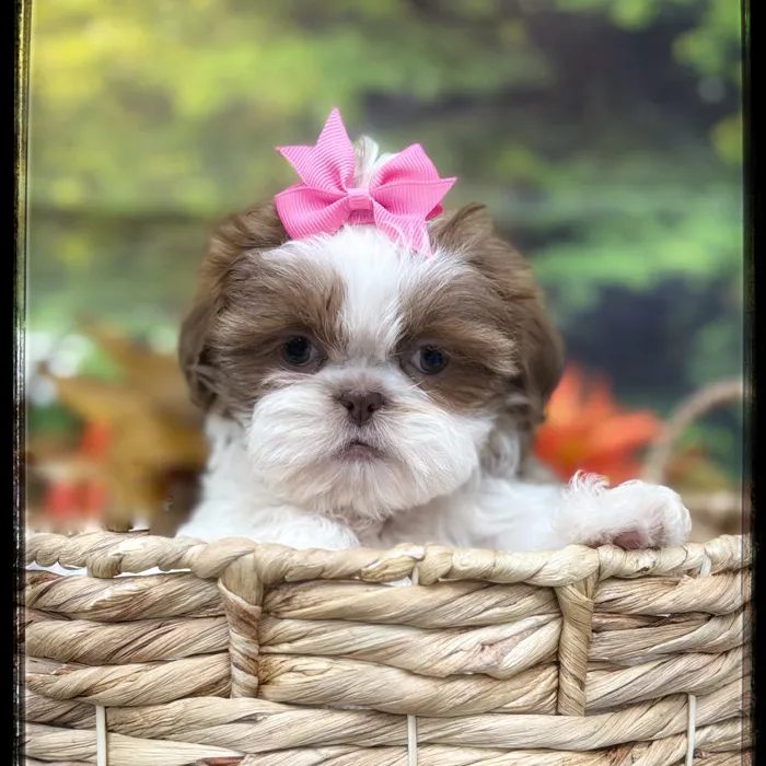 Female Shih Tzu puppy named Petunia for sale at Idaho Puppy - Coeur d'Alene.
