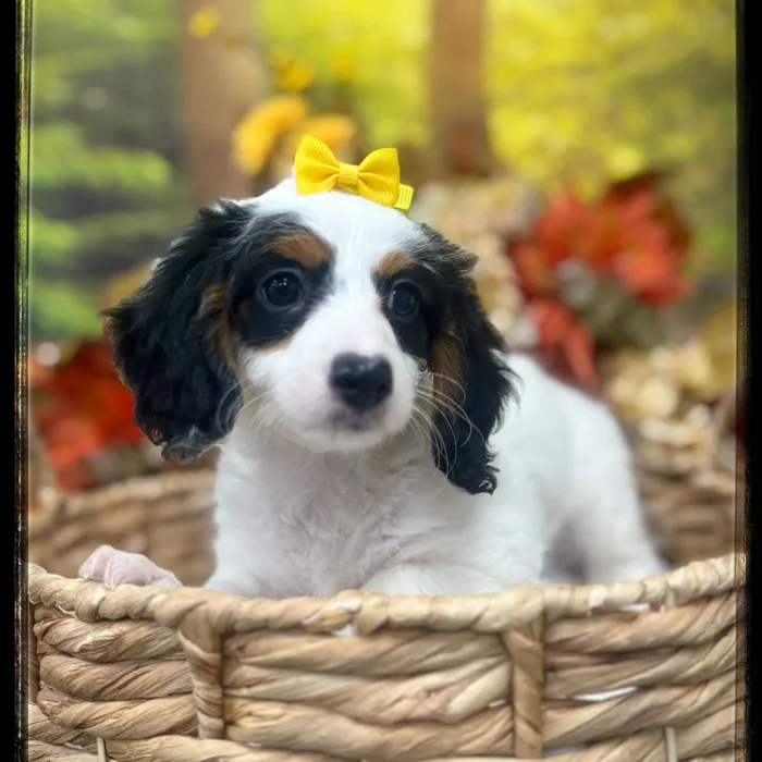 Female Doxie Poo puppy named Kira for sale at Idaho Puppy - Meridian.