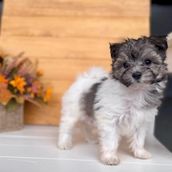 Male Maltipoo puppy named Grayson for sale at Idaho Puppy - Twin Falls.
