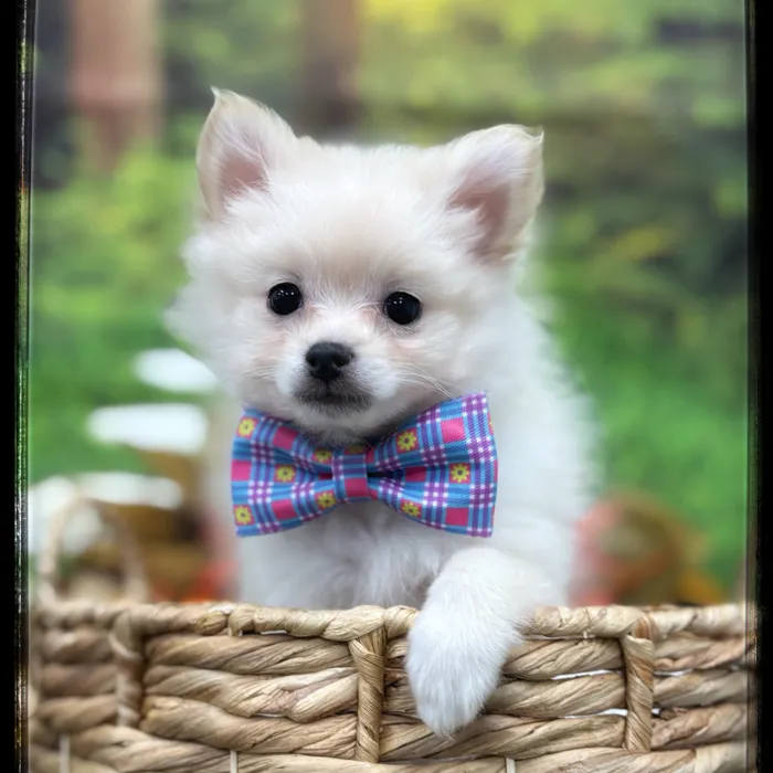 Male Pomeranian puppy named Billy for sale at Idaho Puppy - Twin Falls.