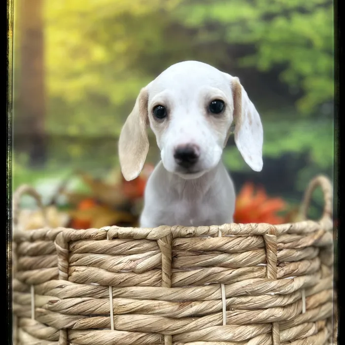 Female Mini Dachshund puppy named Remi for sale at Idaho Puppy - Coeur d'Alene.