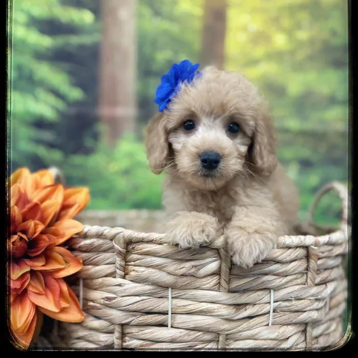 Female Mini Goldendoodle puppy named Greta for sale at Idaho Puppy - Coeur d'Alene.