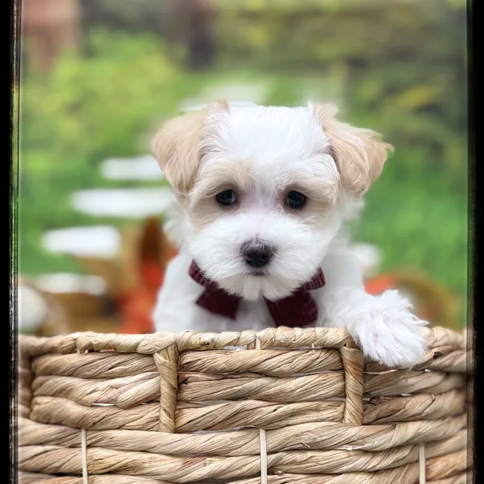 Male Maltipoo puppy named Felix for sale at Idaho Puppy - Nampa.