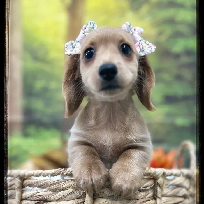 Female Mini Dachshund puppy named Polly for sale at Idaho Puppy - Coeur d'Alene.
