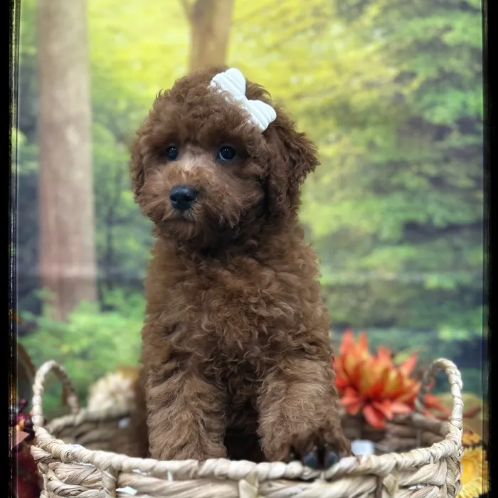 Female Goldendoodle puppy named Demi for sale at Idaho Puppy - Meridian.