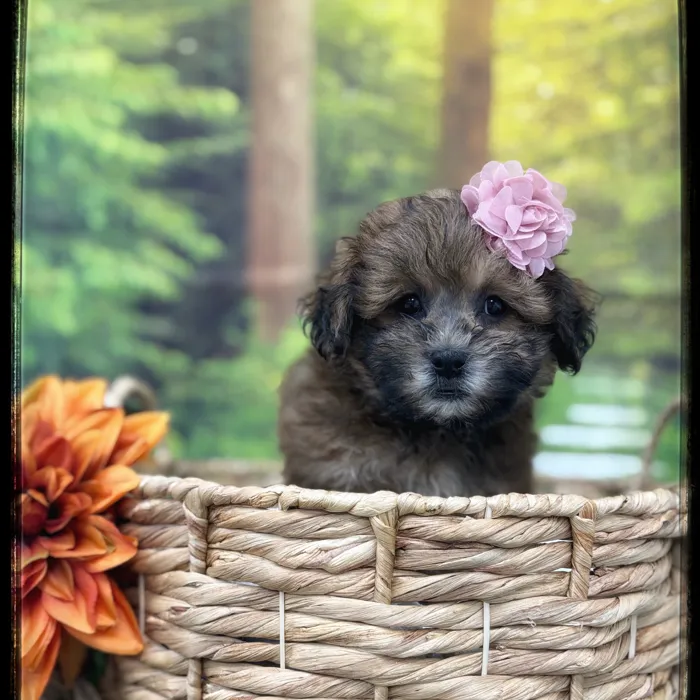 Female Teddy Bear puppy named Rory for sale at Idaho Puppy - Nampa.