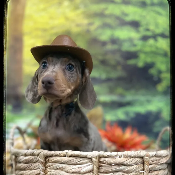 Male Mini Dachshund puppy named Woody for sale at Idaho Puppy - Twin Falls.