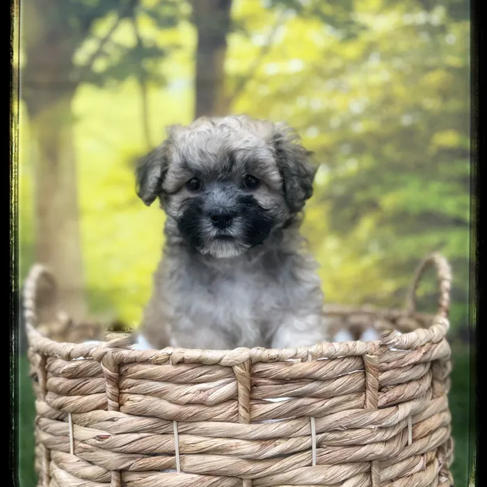 Male Teddy Bear puppy named Eddie for sale at Idaho Puppy - Nampa.