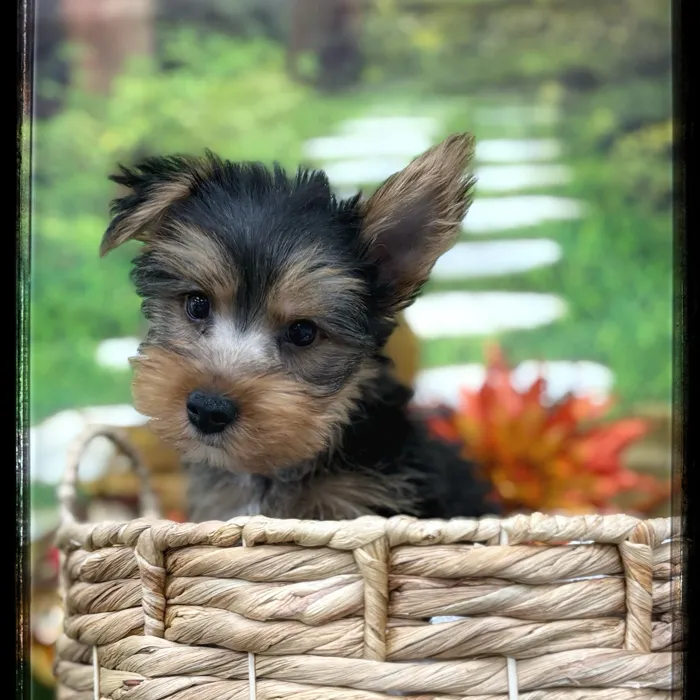 Male Yorkie puppy named Russell for sale at Idaho Puppy - Nampa.