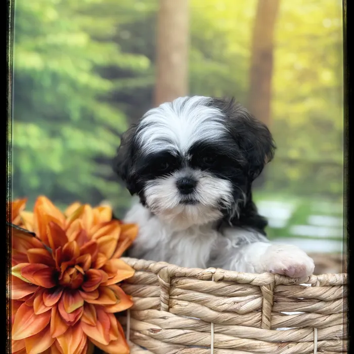 Male Shih Tzu puppy named Bently for sale at Idaho Puppy - Nampa.