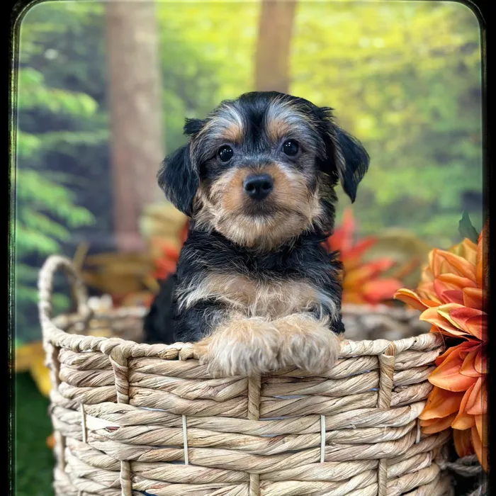 Male Silky Terrier puppy named Terrance for sale at Idaho Puppy - Twin Falls.