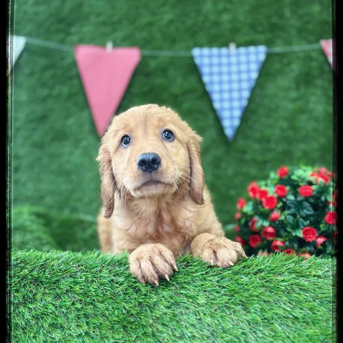 Female Golden Retriever puppy named Izzy for sale at Idaho Puppy - Coeur d'Alene.