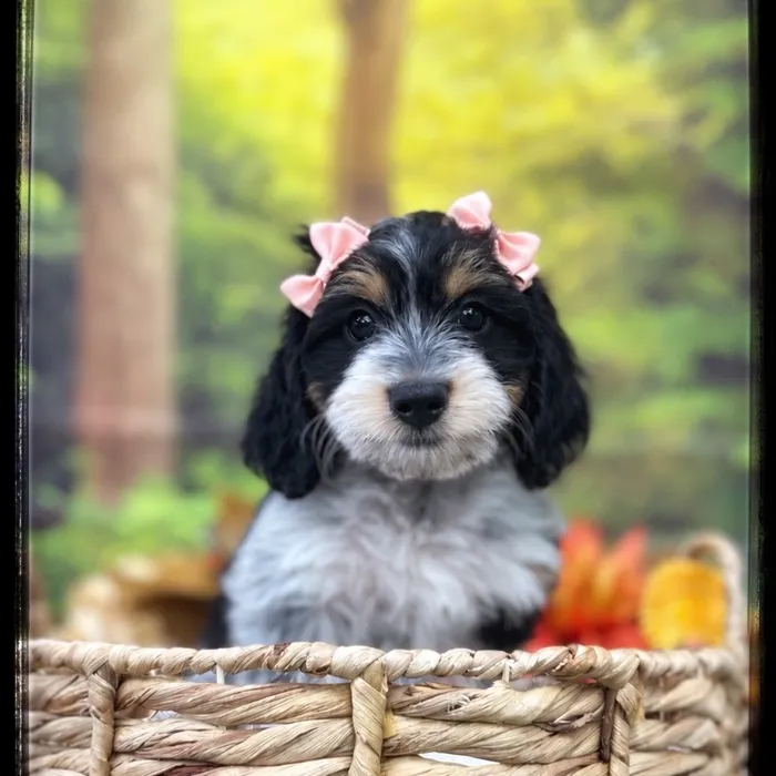 Female Doxie Poo puppy named Amber for sale at Idaho Puppy - Nampa.
