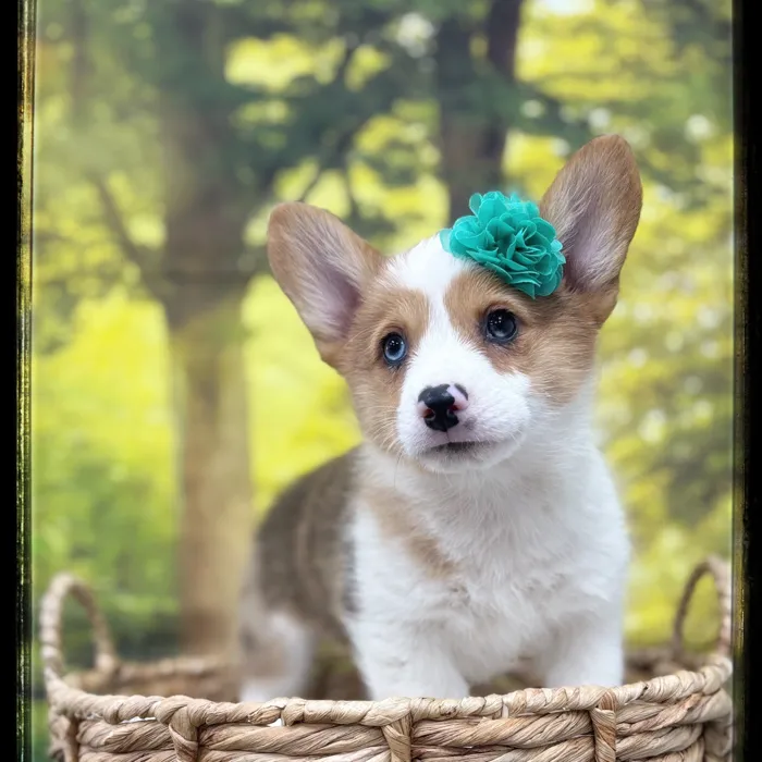Female Pembroke Welsh Corgi puppy named Binx for sale at Idaho Puppy - Coeur d'Alene.