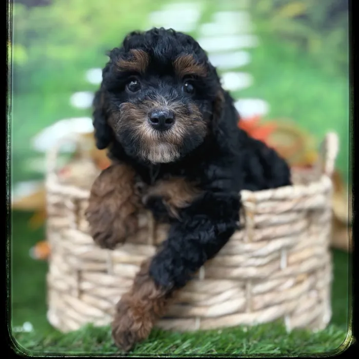 Male Mini Bernedoodle puppy named Terrance for sale at Idaho Puppy - Nampa.