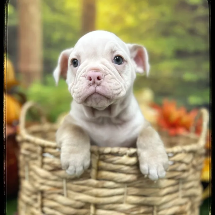 Female Victorian Bulldog puppy named Harley for sale at Idaho Puppy - Nampa.