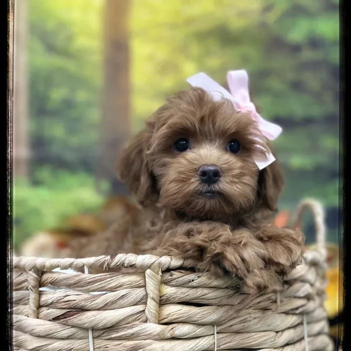 Female Cavapoo puppy named Annie for sale at Idaho Puppy - Coeur d'Alene.