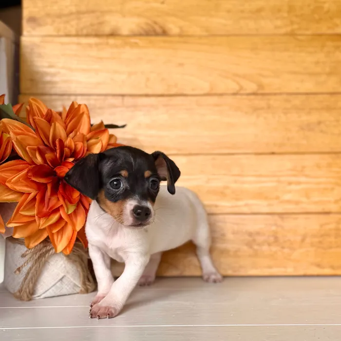 Female Rat Terrier puppy named Cindy for sale at Idaho Puppy - Nampa.