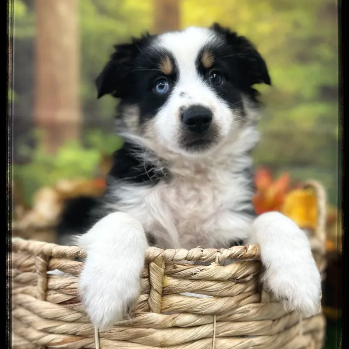 Male Mini Aussie puppy named Cole for sale at Idaho Puppy - Coeur d'Alene.