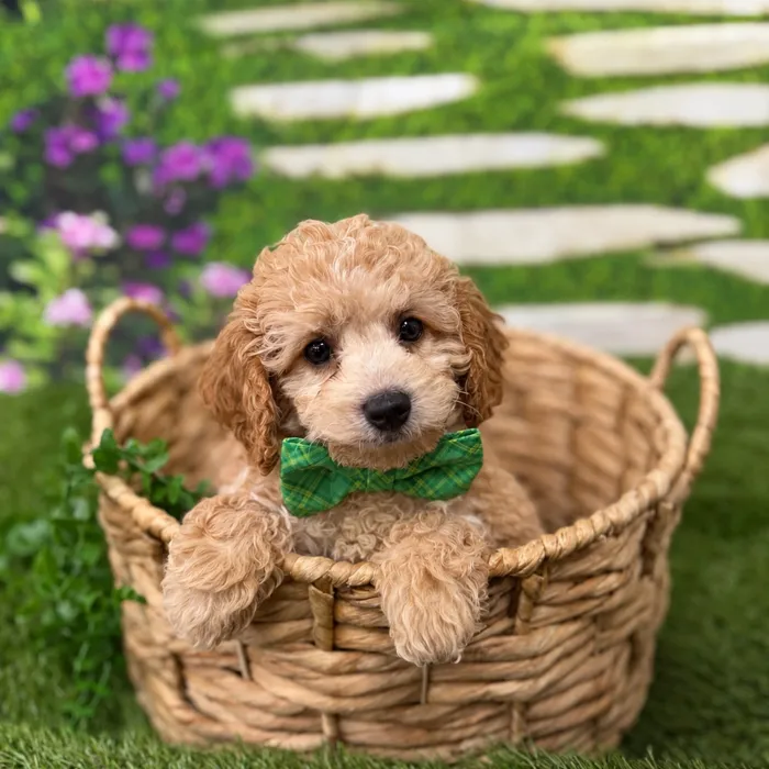 Male Cavapoo puppy named Wall-E for sale at Idaho Puppy - Twin Falls.