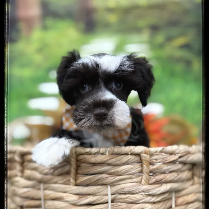 Male Mini Schnauzer puppy named Justin for sale at Idaho Puppy - Nampa.