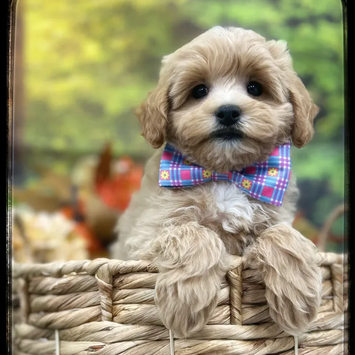 Male Maltipoo puppy named Dodger for sale at Idaho Puppy - Meridian.